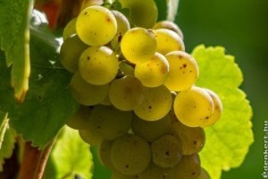 Piaci árak - 46. hét 2015.