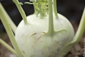 Piaci árak - 48. hét 2015.