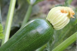 Piaci árak - 49. hét 2015.