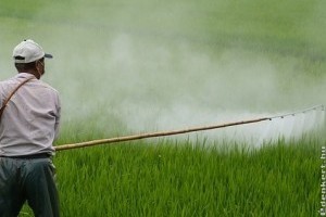A NÉBIH folyamatosan ellenőrzi a nem engedélyezett növényvédő szerek forgalmazását és felhasználását