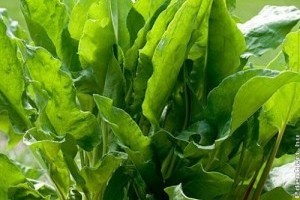 Piaci árak - 51. hét 2015.