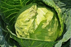 Piaci árak - 4. hét 2016.