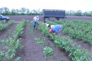 A külföldiek elkapkodják a magyar diót