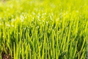 Ezért nem szabad megfeledkezni a talajjavításról, ha füvesíteni szeretnénk!