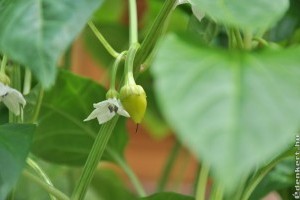 Palántavásár, ne hagyd ki!