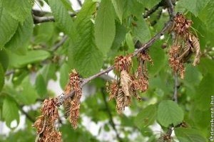 Vihar, fagy, jégeső - növényvédelmi tanácsok a borús napokra