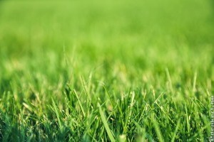 Mi okozhat sárga foltot a gyepen? Elmondjuk