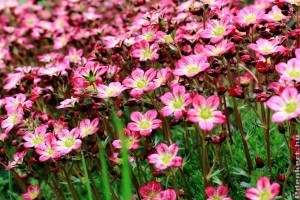 Ezek a legfontosabb tavaszi munkák a sziklakertben