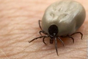 A kullancsok fele Lyme kórokozóval fertőzött