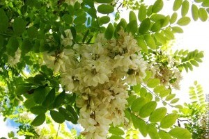 Egyszerű akácvirág szörp recept házilag