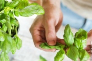 Bolti bazsalikomot vizsgált a NÉBIH