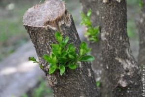 Buxus-átok: tarol a selyemfényű puszpángmoly