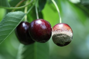 Nehéz a dolgunk, ha meg akarjuk védeni növényeinket!