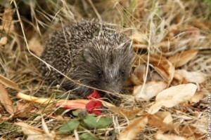 Óvatosan bolygassuk a rőzserakásokat, vigyázzunk a sünökre!