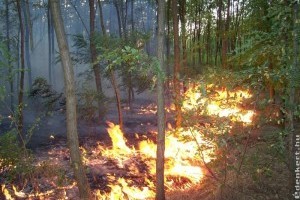 Hőségben az erdők még nagyobb veszélyben!