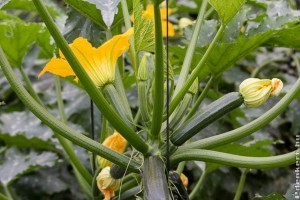 Így porozd be a cukkinit egyszerűen! Mutatjuk