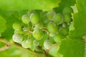 A lisztharmat vezeti a kórokozók sorát