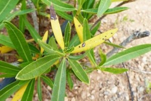 Lemetszettél egy leander hajtást a nyaraláson? Nem biztos, hogy jó, ha hazahozod