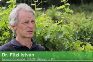 Riasztóan terjed a szőlőbotritisz