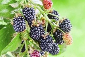 Szedjünk inkább szedret otthon!