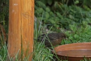 Izgalmas az augusztus a madárbarát kertben