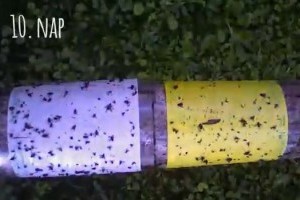 Ismered a ragacsoslapos kártevő előrejelzést?