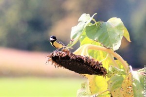 Madárbarátkerti praktikák: napraforgótányérok begyűjtése téli etetéshez