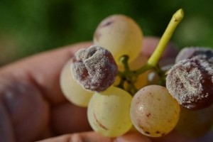 Szeptember elején is vannak még növényvédelmi teendőink