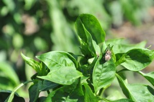 Otthonunkat támadja ősszel a vándorpoloska