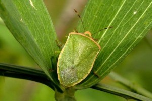 Az első fagyokig maradnak a poloskák