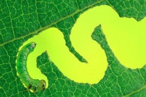 Új szuperkártevő hazánkban: kanyargós szillevéldarázs