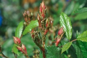 Növényvédelmi tanfolyam indul kezdőknek