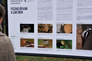 Madárbarát kertet és tanösvényt adtak át a Városligetben