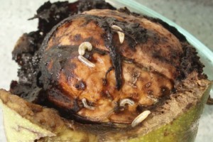 Kevés dió jut majd a karácsonyi bejglibe? - Munkában az új diókártevő