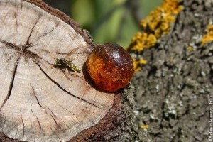 Mézgás fák kezelése: mi velük a teendő?