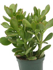 Hogyan gondozzuk a majomfánkat?