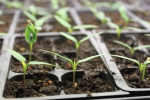 Magvetés, hajtatás – 101 praktika zöldségtermesztéshez