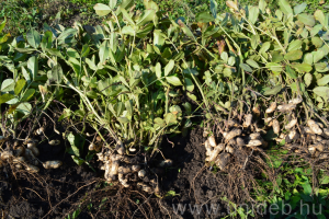 Nagyban is megéri földimogyorót termeszteni!