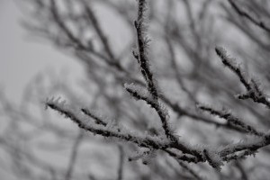 A fagy nemcsak kárt okozhat a mezőgazdaságban, a hidegnek jótékony hatása is lehet