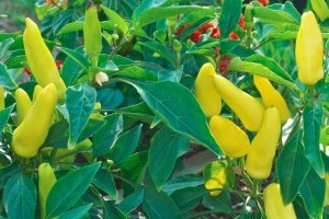 Piaci árak 2017. 3. hét