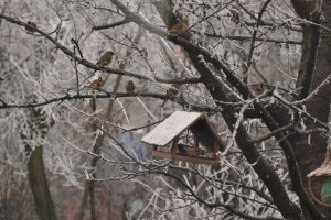 A kemény fagyok ellenére, miért kevesebb a madár az etetőkön?!
