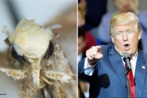 Donald Trumpról neveztek el egy apró molylepkét