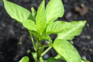 Bemutatunk egy tipikus téli palántanevelési problémát