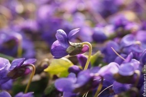 3+1 virág, amit meg lehet enni