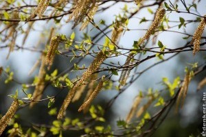 Megkezdődött a pollenszezon: kertészkedés allergiásan?