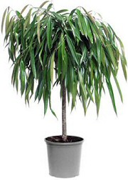 Krizantém: ha ezekre figyelsz, tele lesz virággal