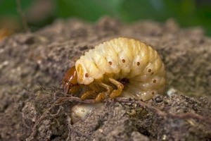 Megszabadultunk a talajlakó kártevőktől ezután a fagyos tél után?
