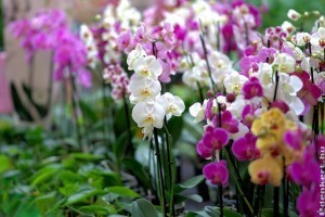 11 tipp, hogy a tiéd legyen a környék legszebb orchideája!