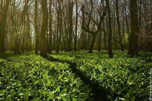 Hogyan érdemes medvehagymát gyűjteni?