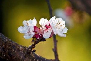 Ezek a virágfertőző monília tünetei: így lehet ellene védekezni